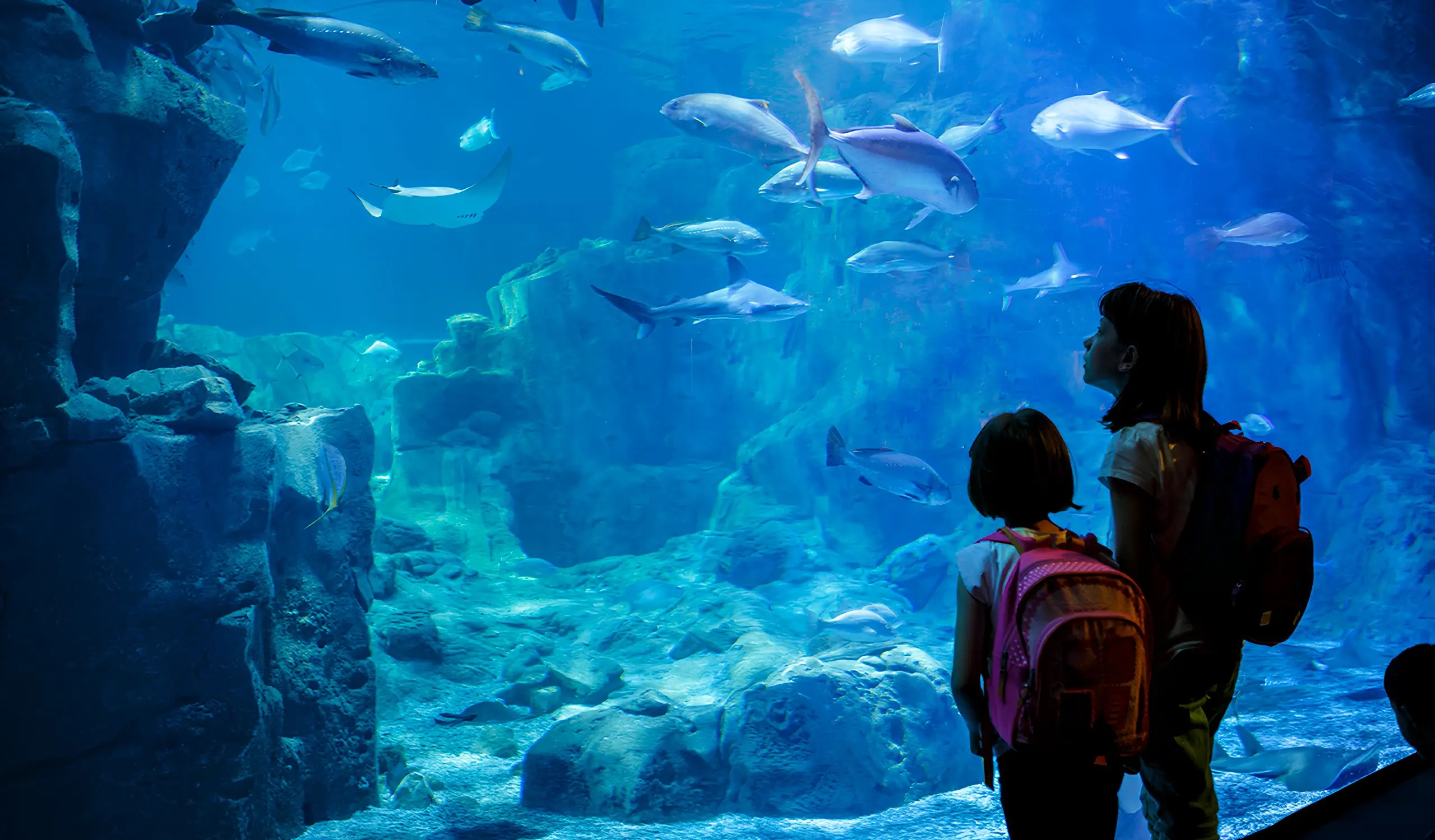 Grupo escolar recorriendo el Gran Acuario Mazatlán