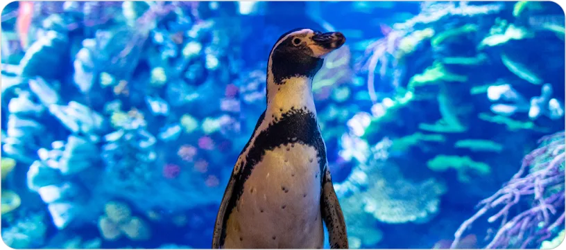 Interacción con Pingüinos de Humboldt