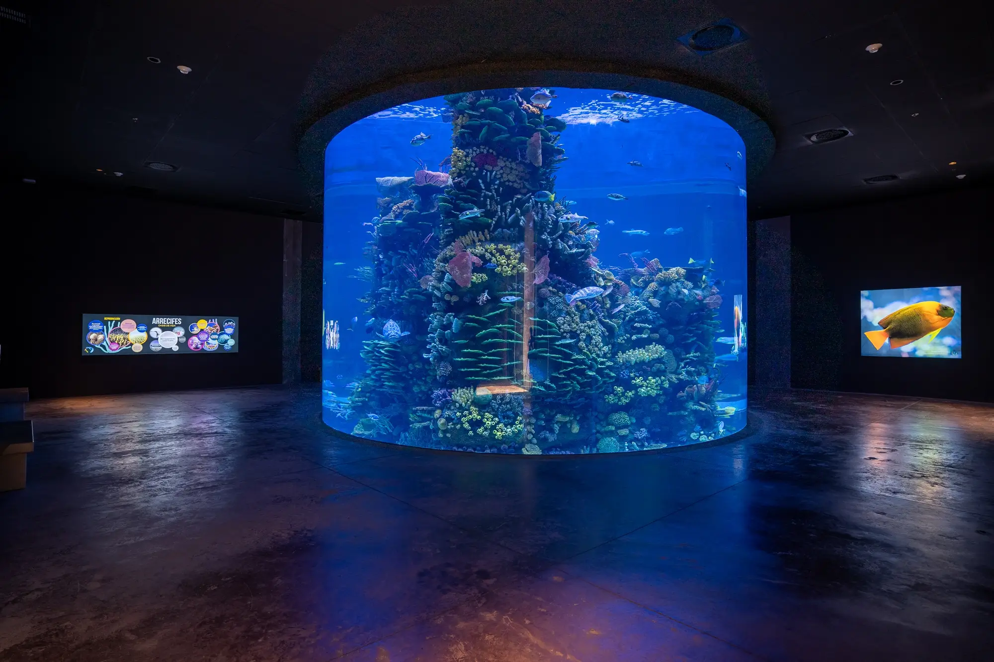 Arrecife de coral en el Gran Acuario Mazatlán