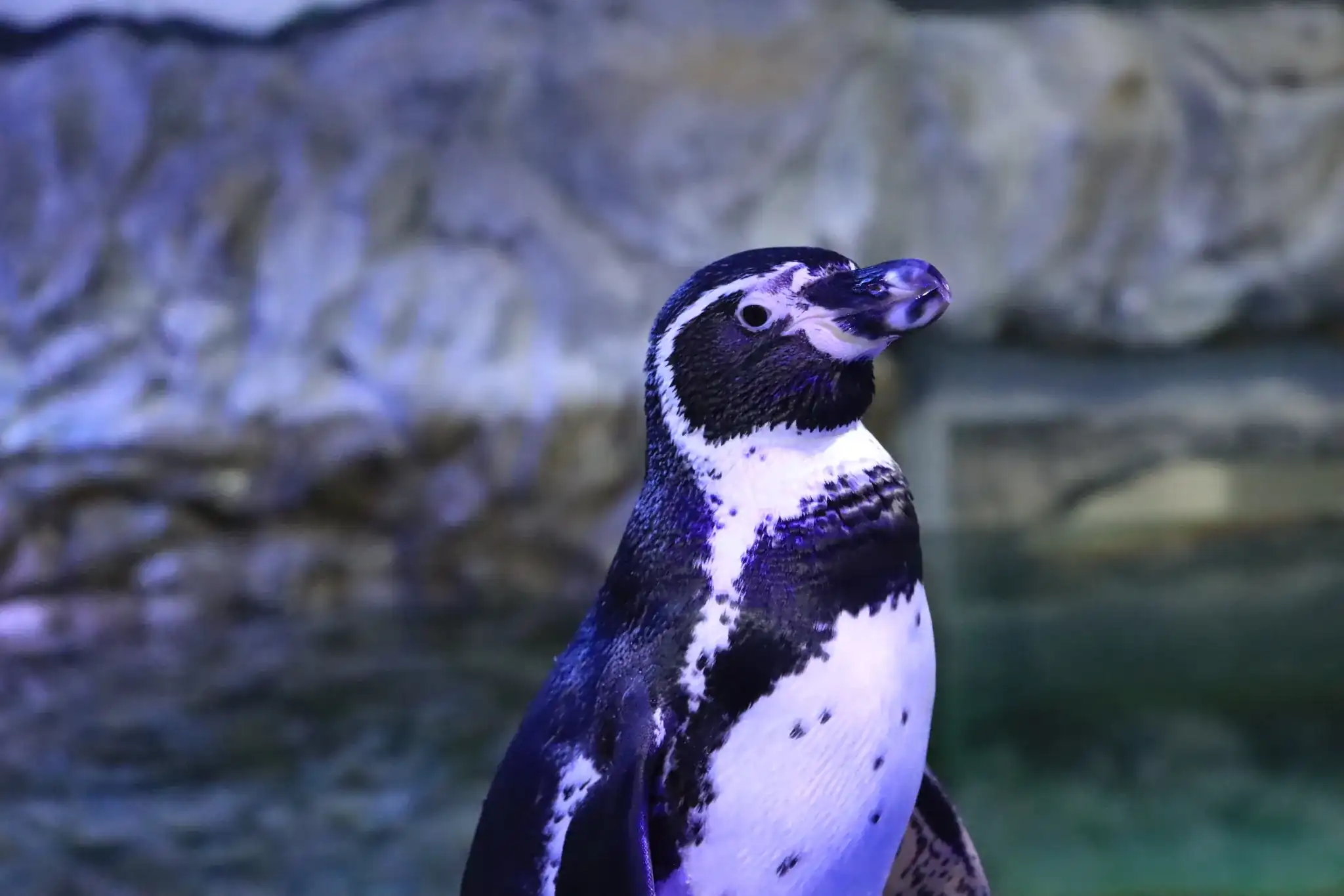 Grupo escolar frente al hábitat de pingüinos